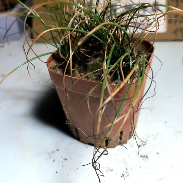 满6元包邮，香水兰