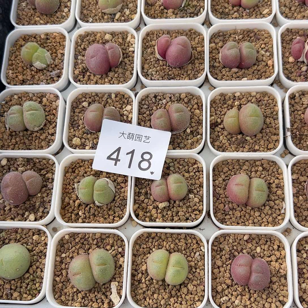 0000418量拍长毛翠滴双头3颗脱土发