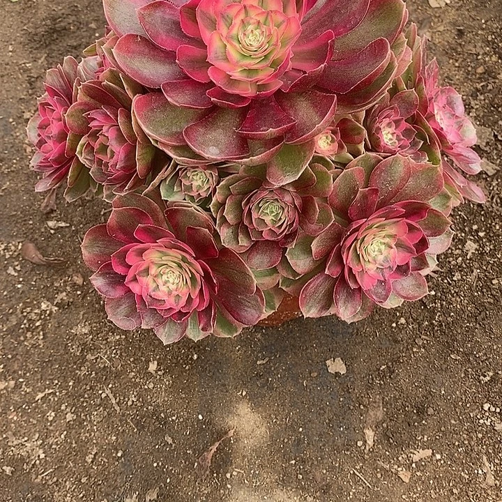 多肉植物火龙果775多肉