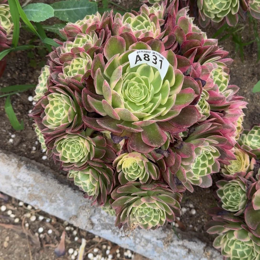 831海王多肉植物