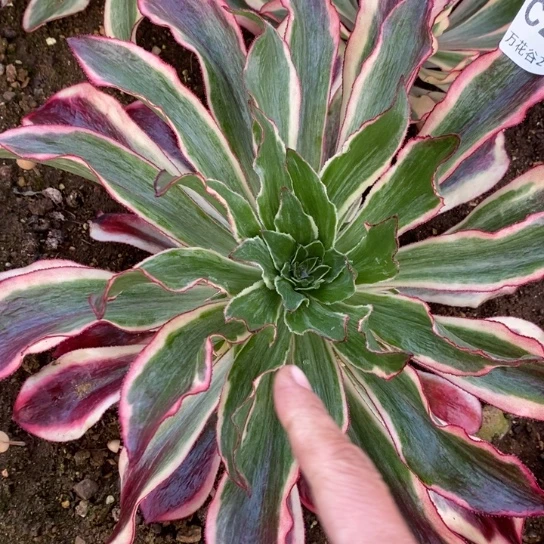 风**沙297魅影多肉植物