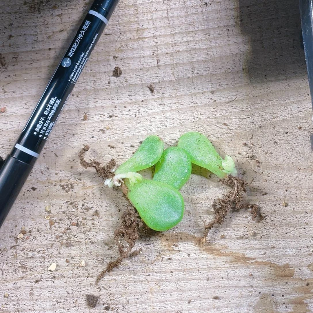 预尘的C F 芝麻苗一个满25包邮