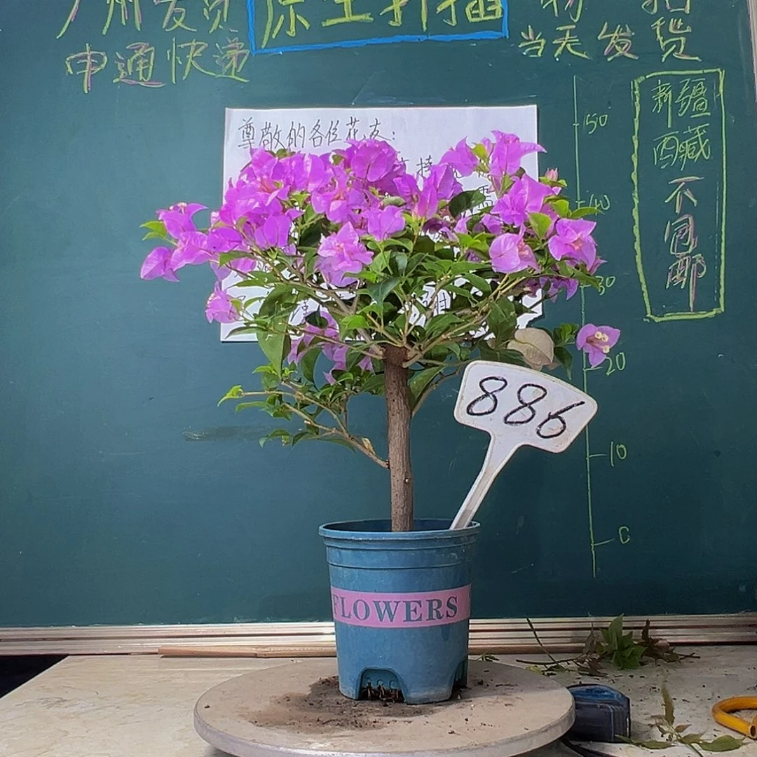 当前无花栽培后可以开花巴西紫 粗杆 886