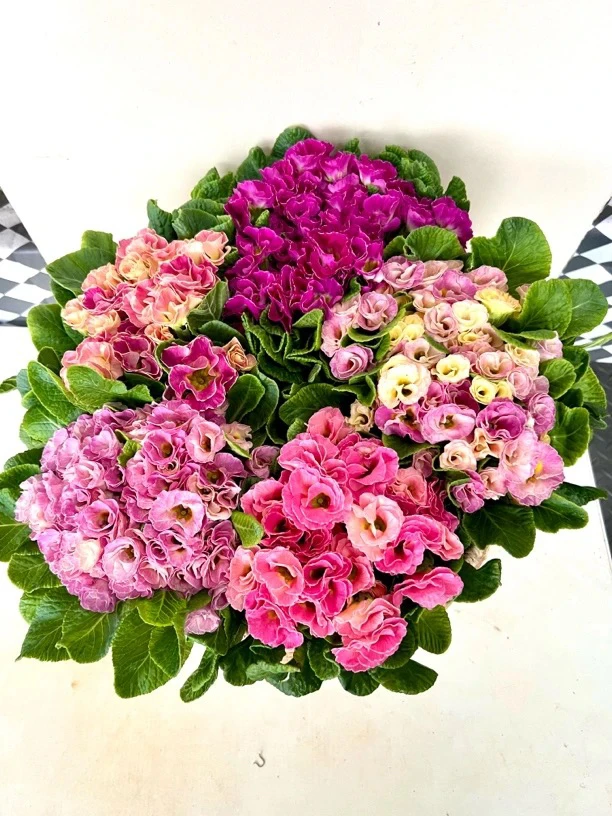 【仙女的盆栽精选】带香味玫瑰报春带香味多季节开花期长易养护