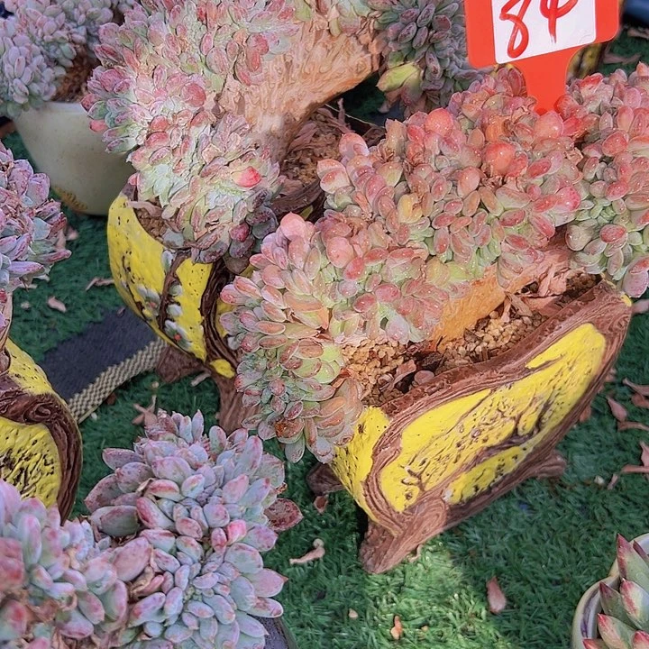 84玛脑一个脱土多肉