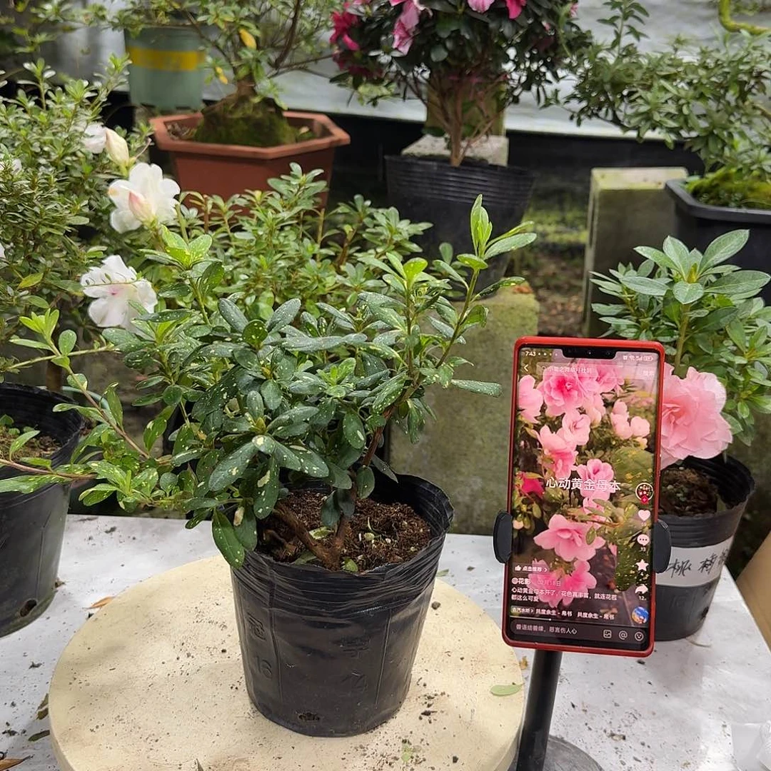 全部花苞心动黄金杜鹃花