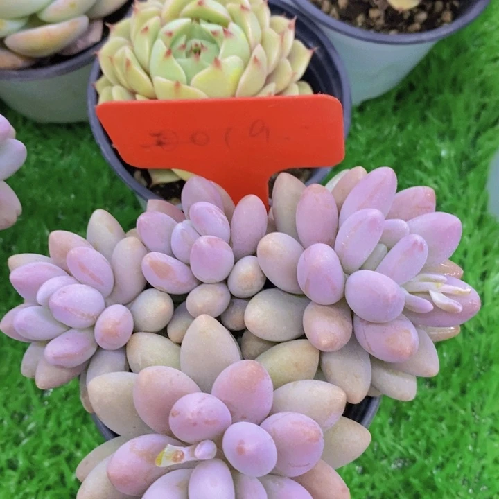 多肉植物开心多肉