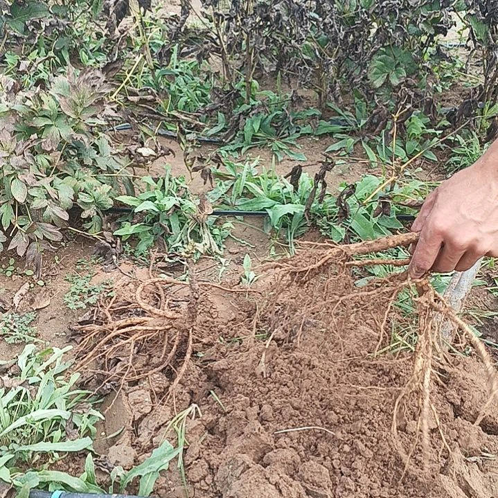 当前无花栽培后可以开花