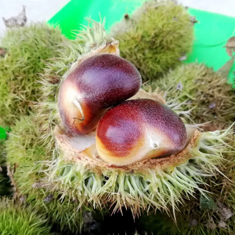 2025板栗刺球新鲜下树河南信阳嫩板栗带刺球栗子适合生吃脆甜