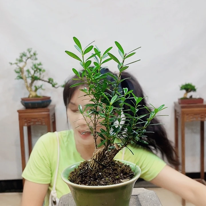 无花朵楊*皱皮雀舌黄杨盆景