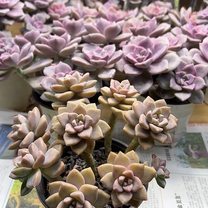 120淡雪云南昆明多肉基地