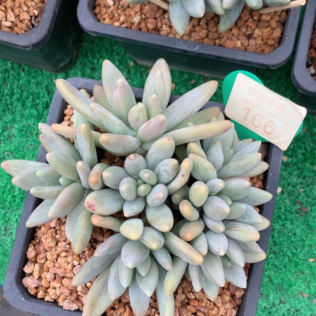 白兰地无砍平头捧花166