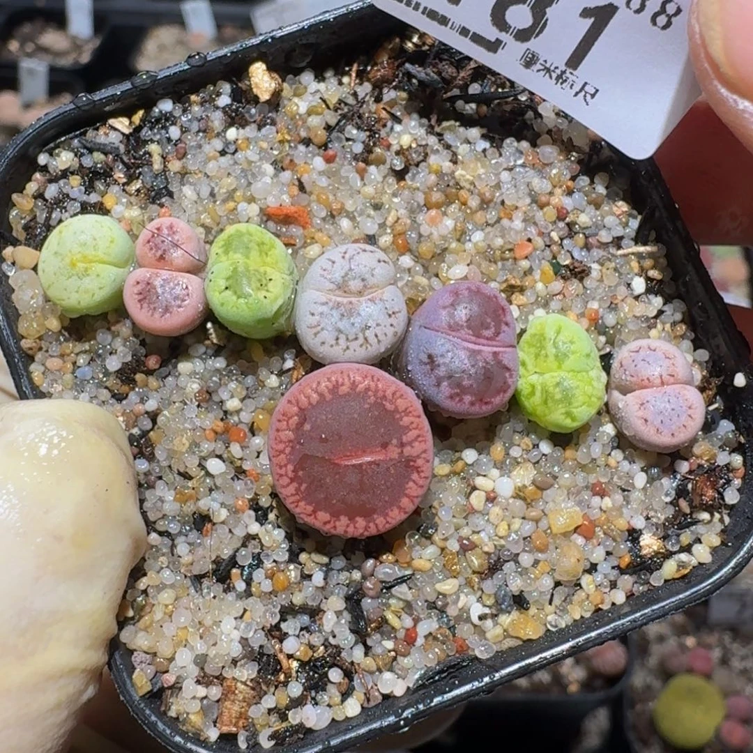 *****Zzzzx精品生石花181