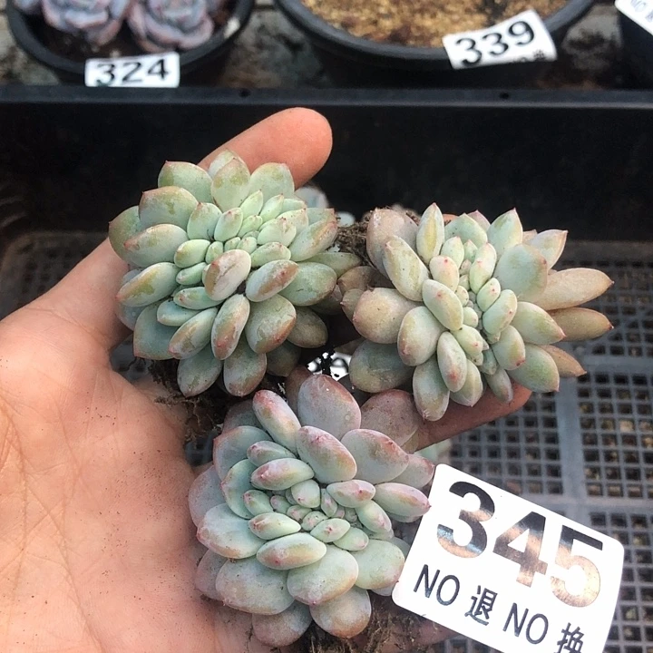 星影石榴籽福利出咯 345