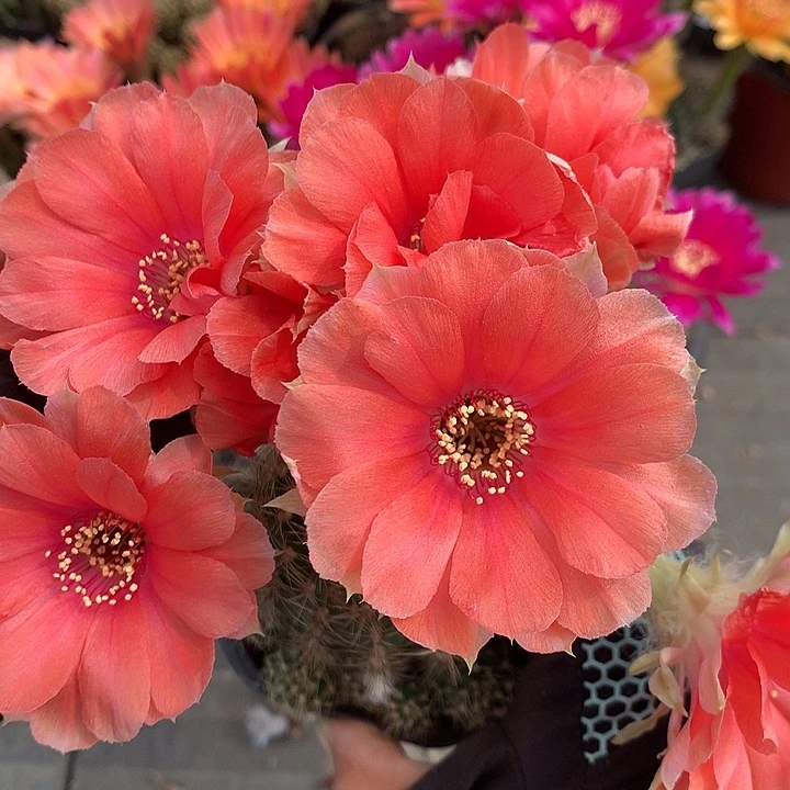 111 自根丽花8厘米盆