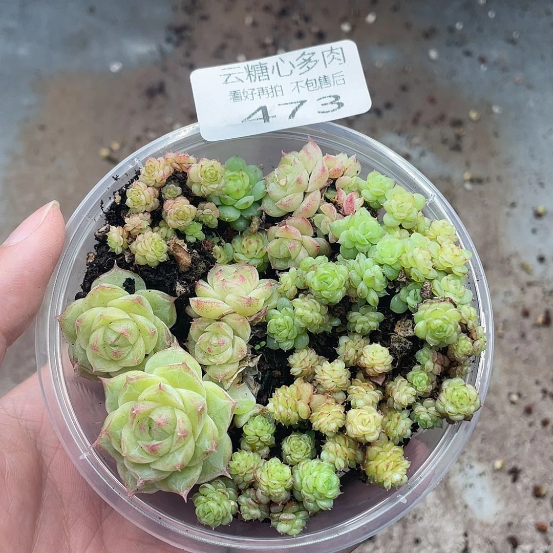 云糖心多肉植物473