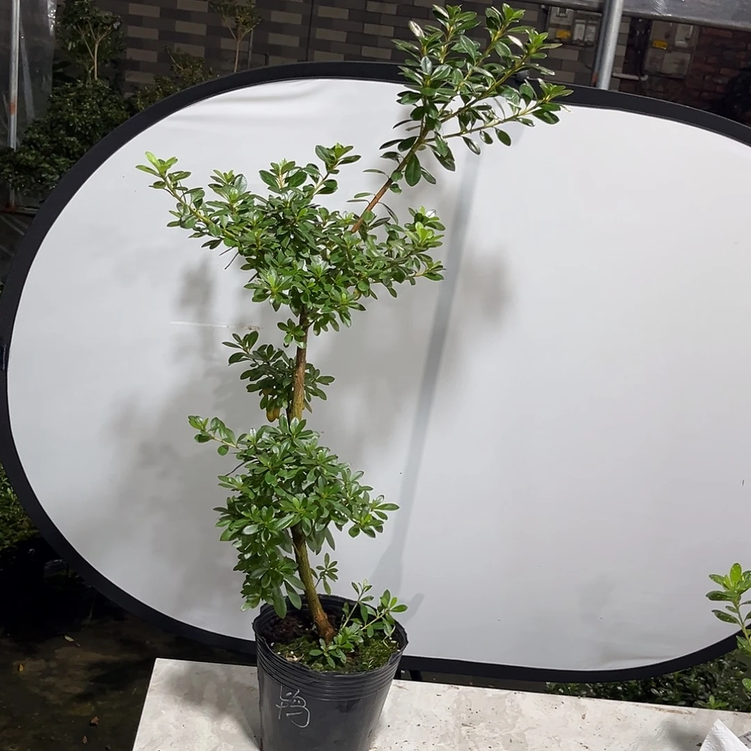 皋月杜鹃鸨羽惠比须