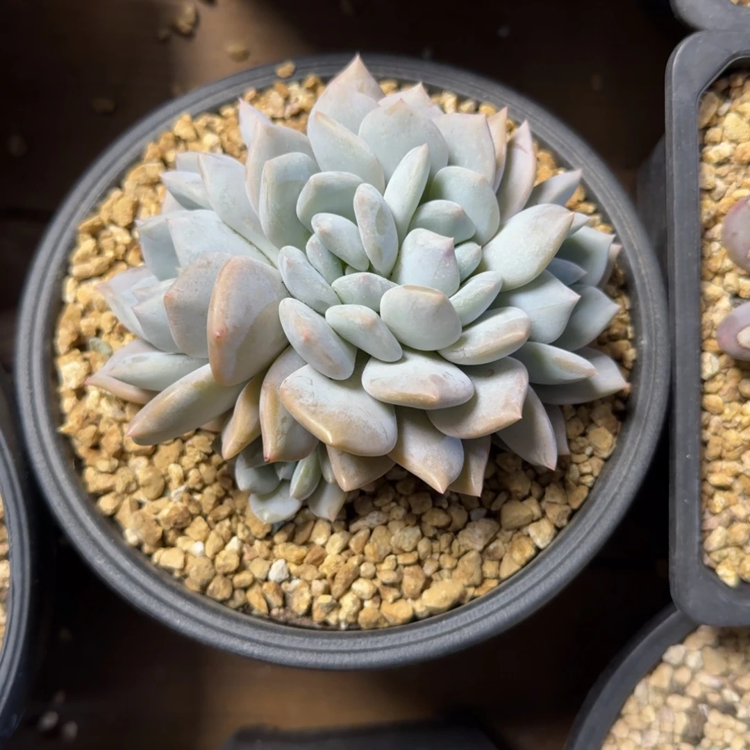 哥白尼1111111111111111111