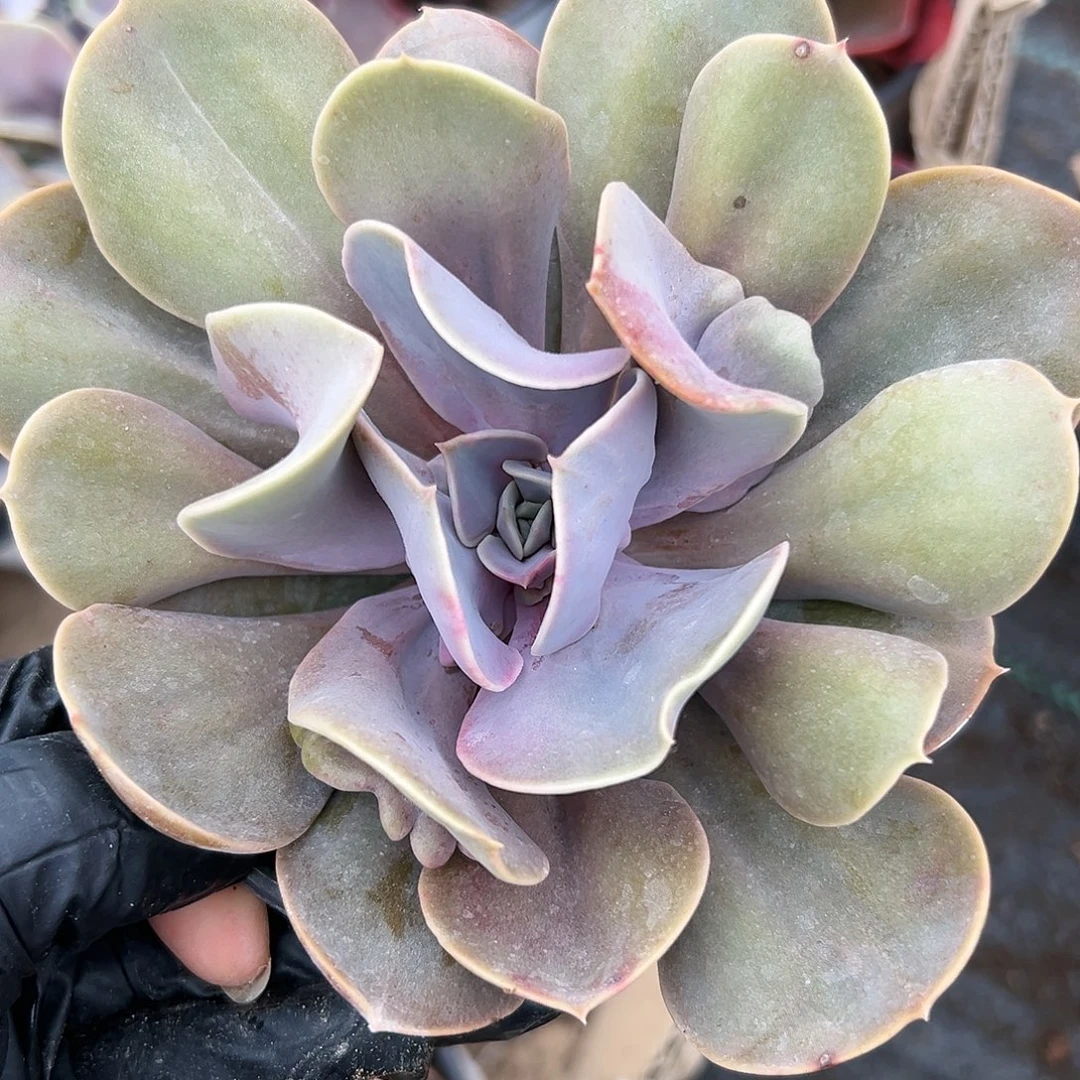 杜呃呃呃呃呃呃呃呃呃呃