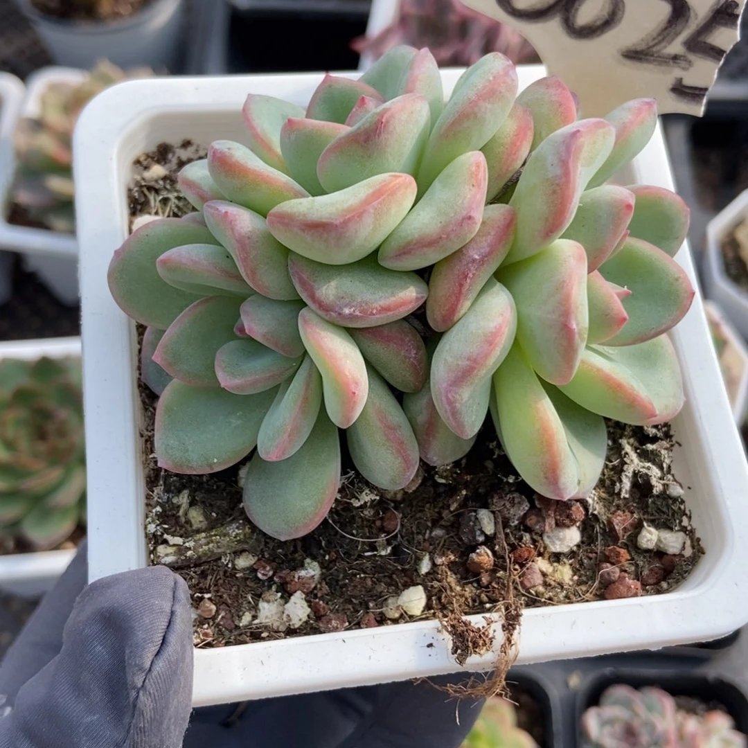 6025泡芙多肉植物多肉