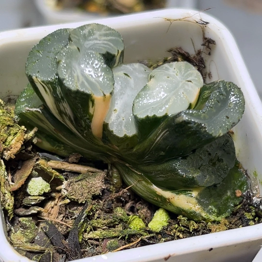 恭喜发财大吉大利0271