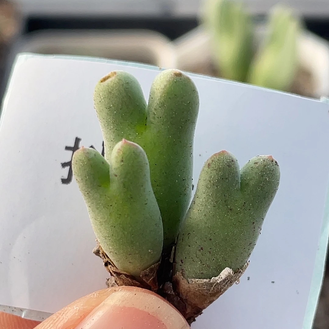 28-76猪蹄多肉植物