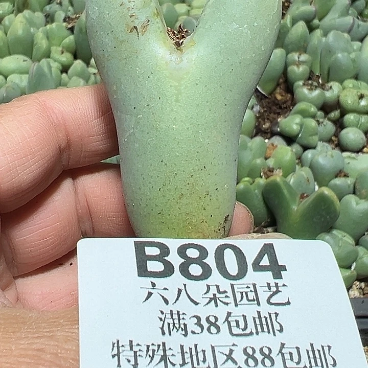 云***端804号大将多肉植物