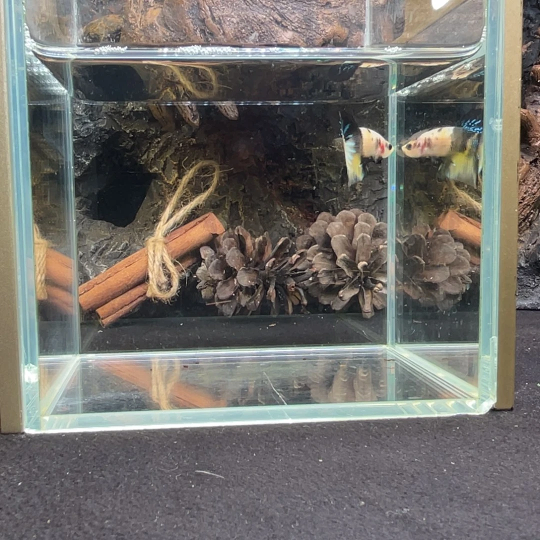 斗鱼十二月二十四日竞价