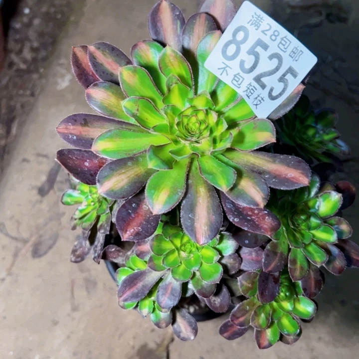爱马仕中班多肉植物法师8525