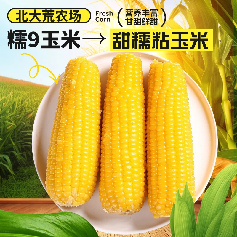 寒疆果都东北鲜食软糯颜色黄糯糯批发香甜白糯正宗香甜软糯玉米