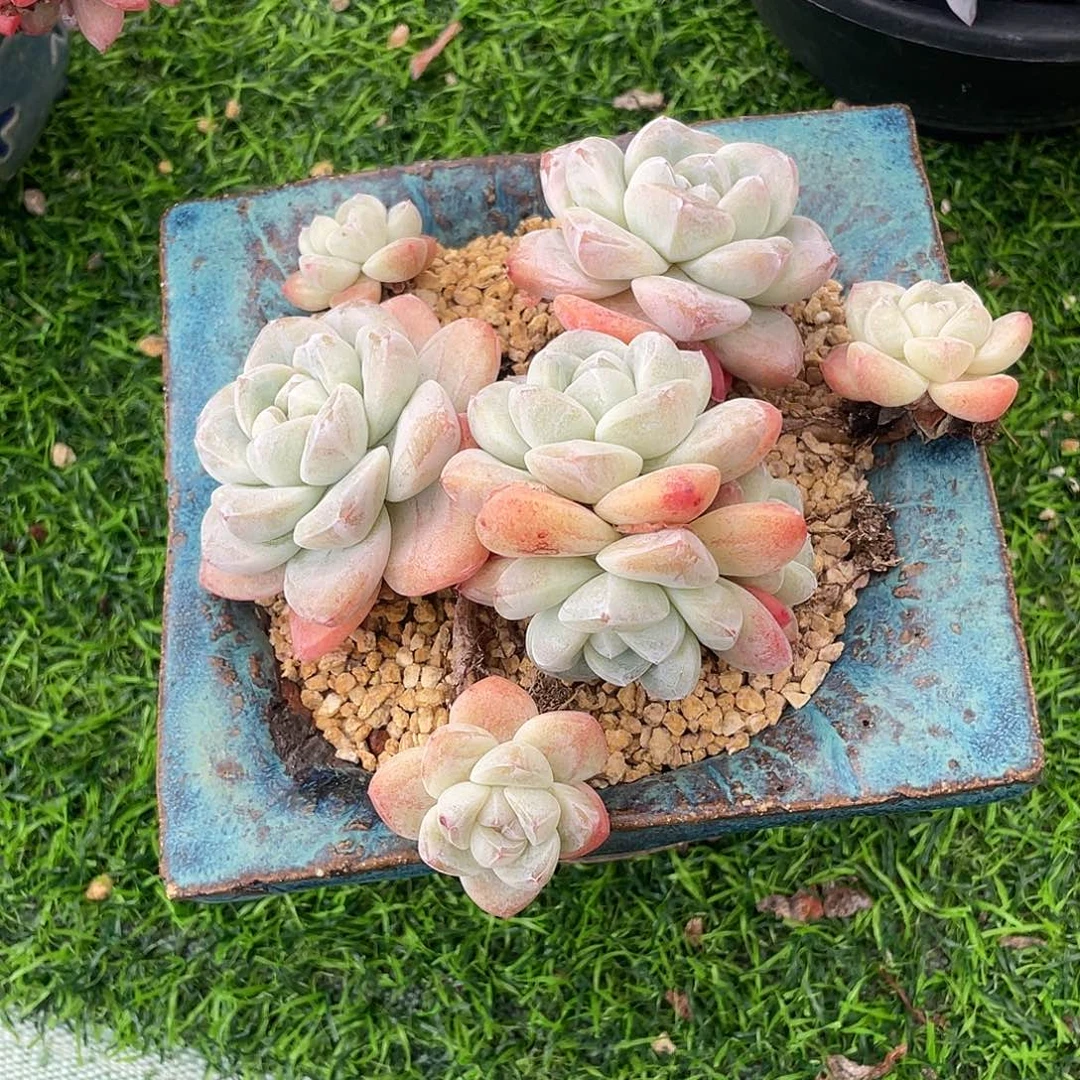 冰玉群生多肉植物一物一拍多肉