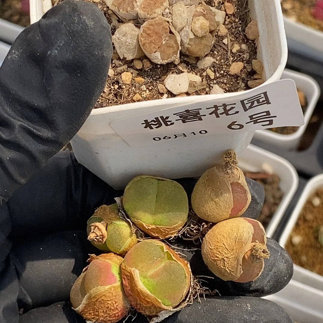 y***z桃喜花园0610-6打包4颗