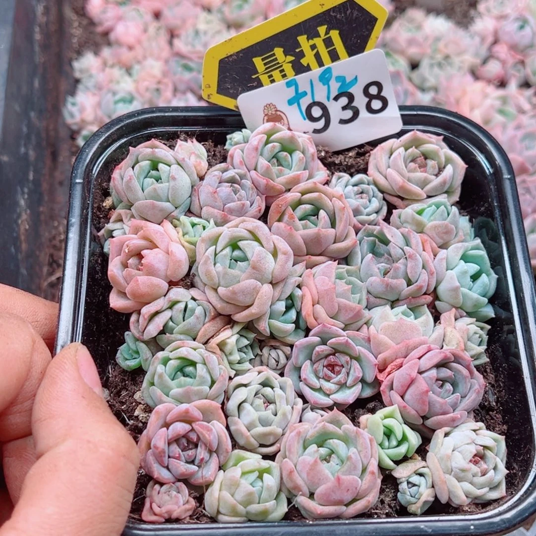 多肉植物多肉植物