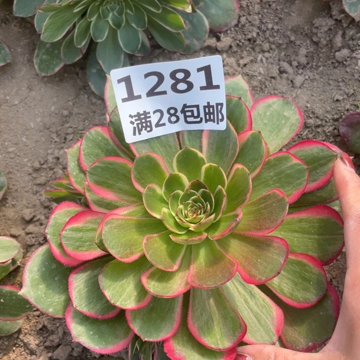 1281二号棚夜宴多肉O