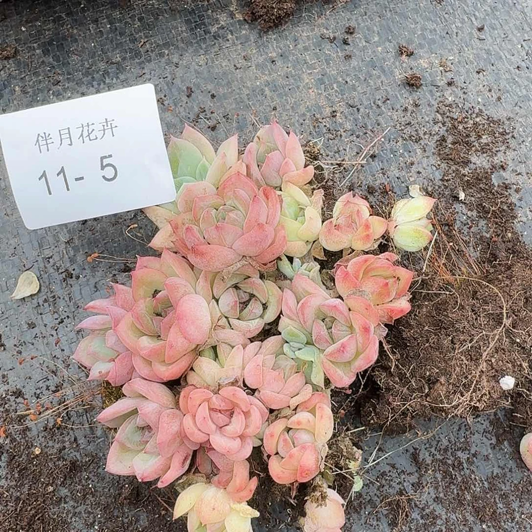 特好珍妮一份量拍11-5右一