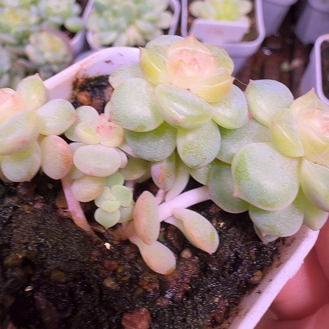 5头荔枝甜心小树朵朵