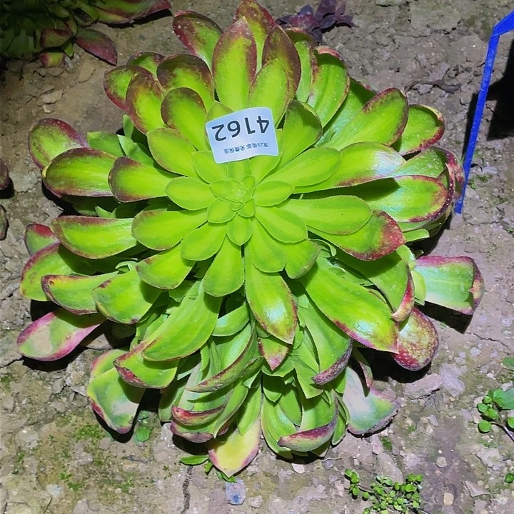 4162韶华菊多肉植物