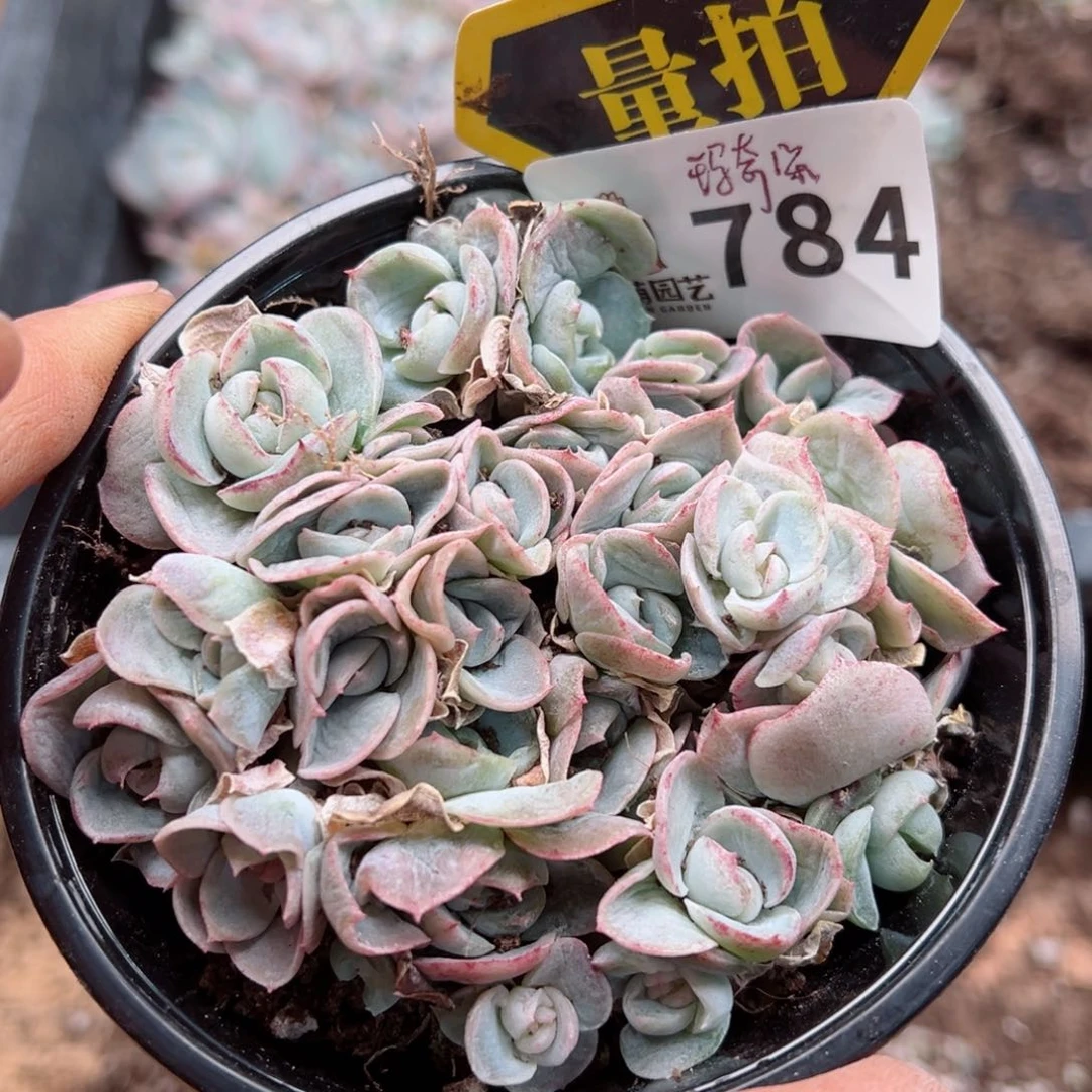 多肉植物多肉植物