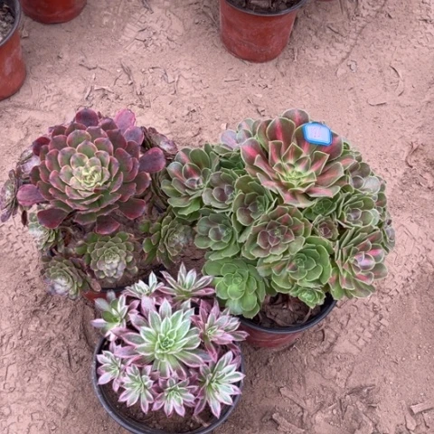 186多肉植物组合，