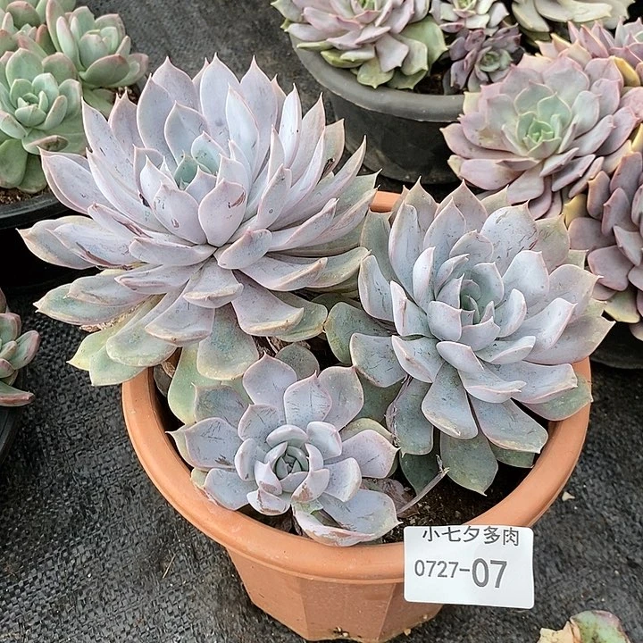 记得拍冷链紫悦07