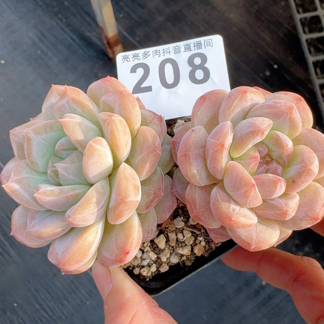 黛玉冰魄         多肉植物