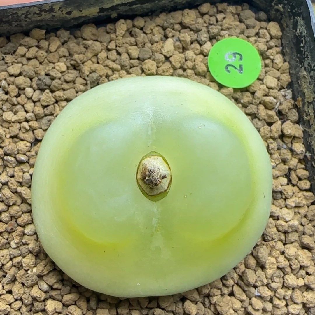 腰子窗拉登4.2+多肉植物29