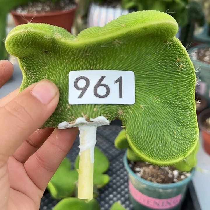 鱿***子无花朵红心福袋961