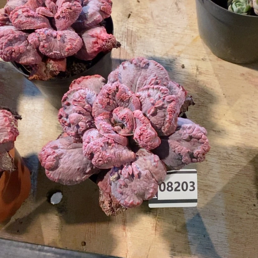 【闪购商品】你****！男爵08203