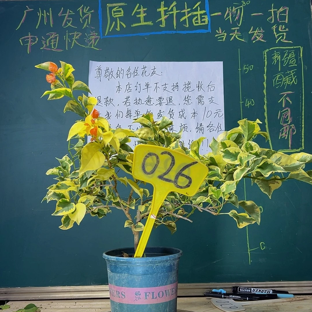 当前无花栽培后可以开花橙冰026