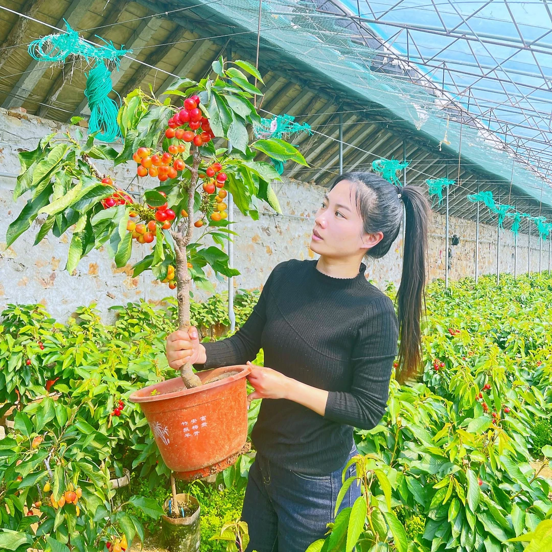 黑珍珠樱花园植物盆栽