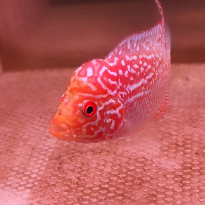 罗汉鱼金花火凤罗汉鱼
