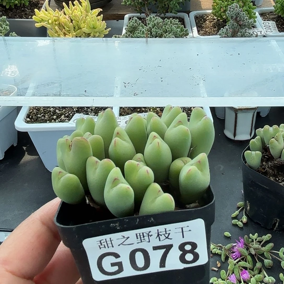 兵*橙花少将078。