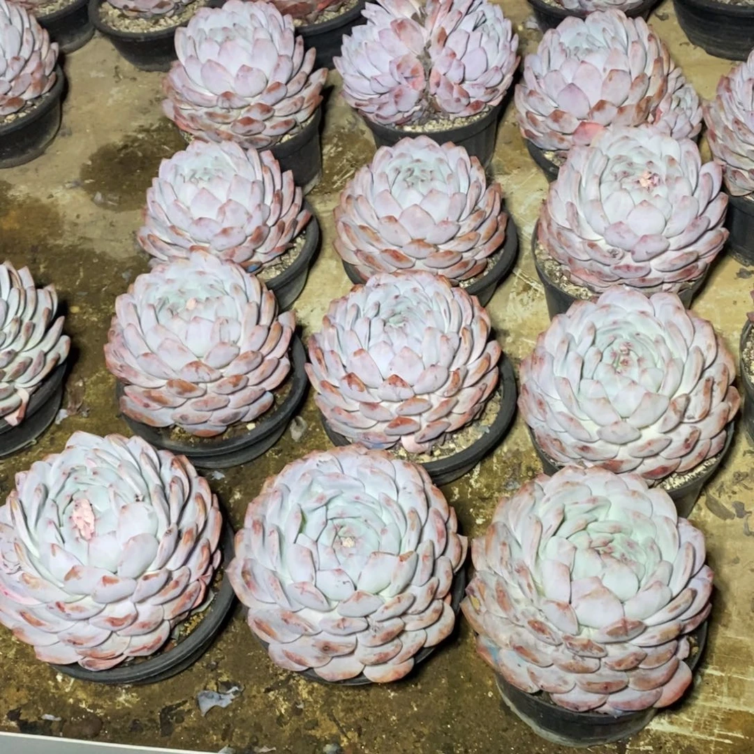 啊军喵多肉橙子单头38包邮