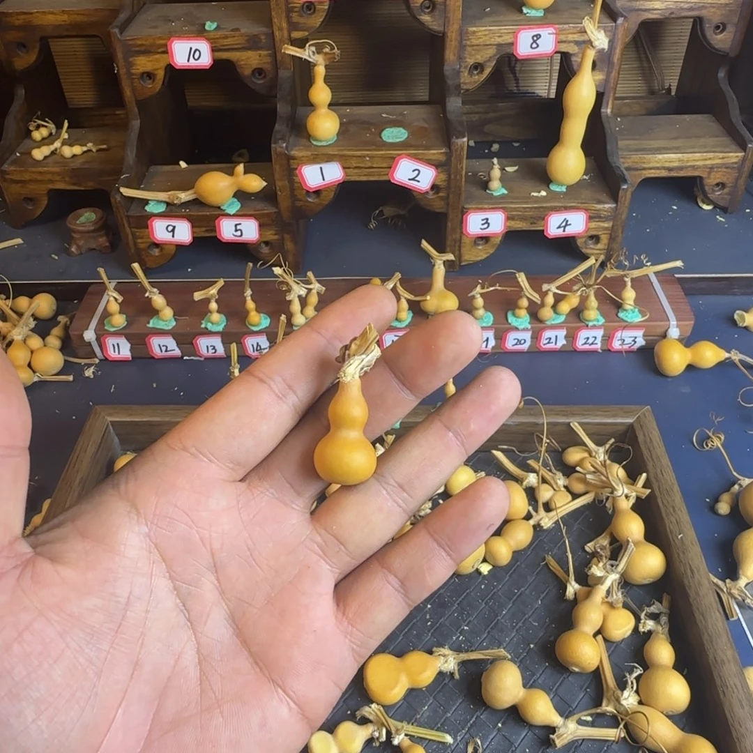 M****n我是一只小小鸟地域鬼的